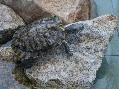 在公共池塘中发现的陆龟高清图片