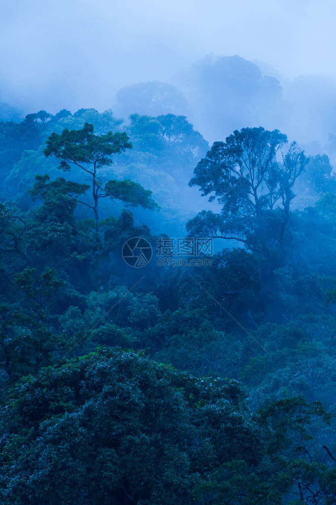 青雾中原始热带森林的空中观察图片