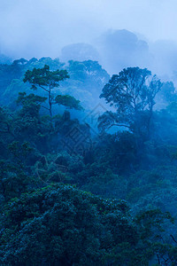 青雾中原始热带森林的空中观察图片