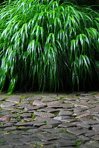 日本花园的雨林景观有石路面图片
