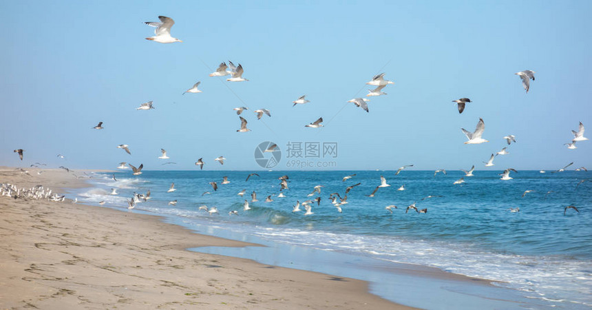 海鸥群在海边飞翔图片