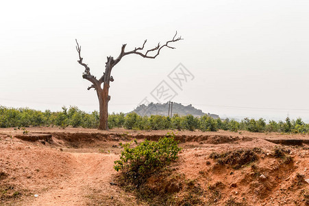 印度贾坎德邦乔塔那格浦尔高原干燥丘陵半干旱地区干燥孤树的景观图片