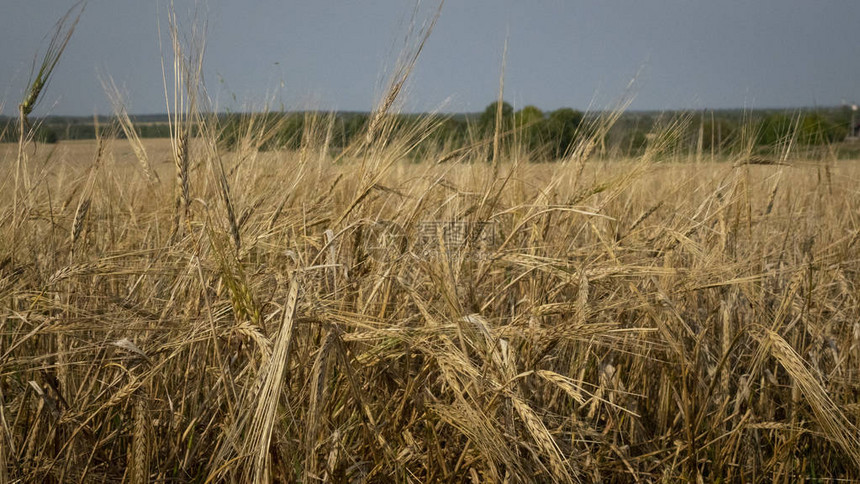 小麦田黄谷物已准备好在农田种植图片
