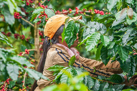 老挝女孩正在咖啡种植者的乌托邦博拉文高原的咖啡种植园里收获咖啡浆果图片