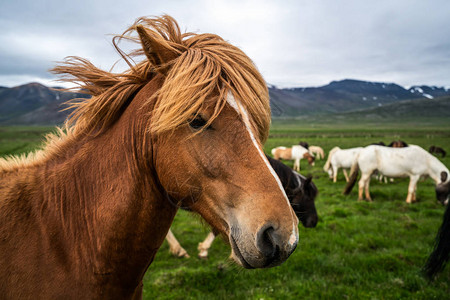 在冰岛风景优美的自然景观中图片
