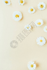 与雏菊洋甘菊花蕾在柔和的背景上的花卉组成图片