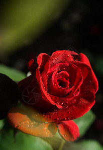 鲜花红玫瑰的明亮花瓣春园和假日卡图片