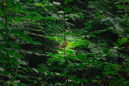 一只小鸟坐在厚的树枝上夏天的森林植物图片