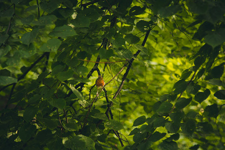 家雀一只小鸟坐在厚的树枝上夏天的森林植物背景