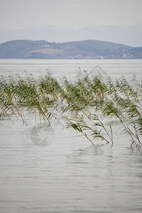 北马其顿奥赫里德湖的野草图片