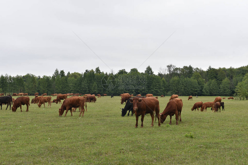 奶牛Volyn肉豪华轿车abordinRural组成奶牛在草地上吃草一头黑色和红色奶牛的一系列照片正在放牧与奶牛的夏季景观小图片