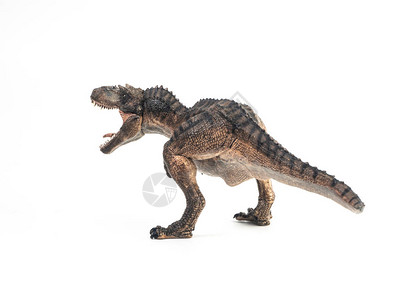 白色背景上的Gorgosaurus恐龙图片