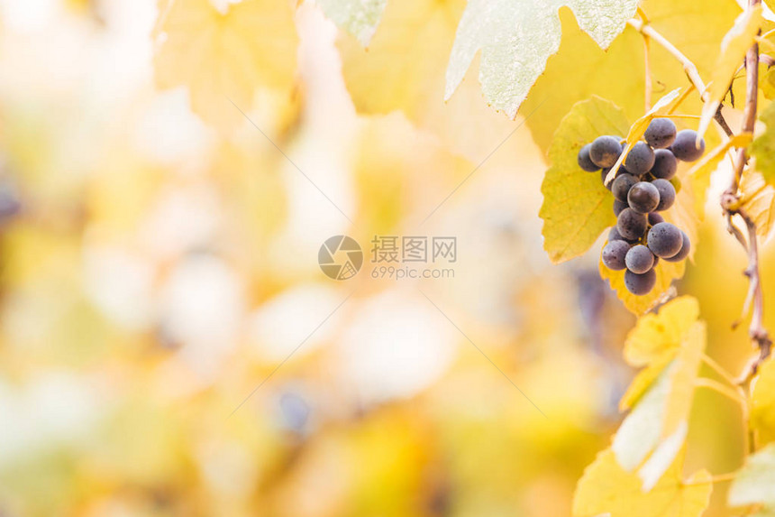 秋天背景与葡萄园里的红葡萄图片