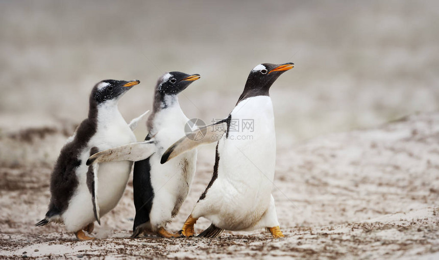 两个金图企鹅小鸡追逐母企鹅喂养的母企鹅图片