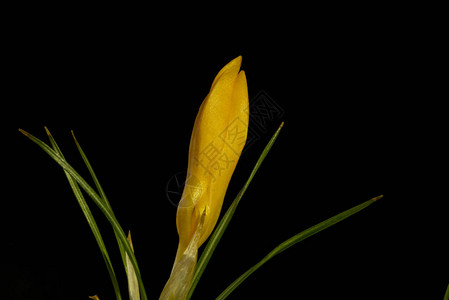 Crocus是花生植物的基因图片