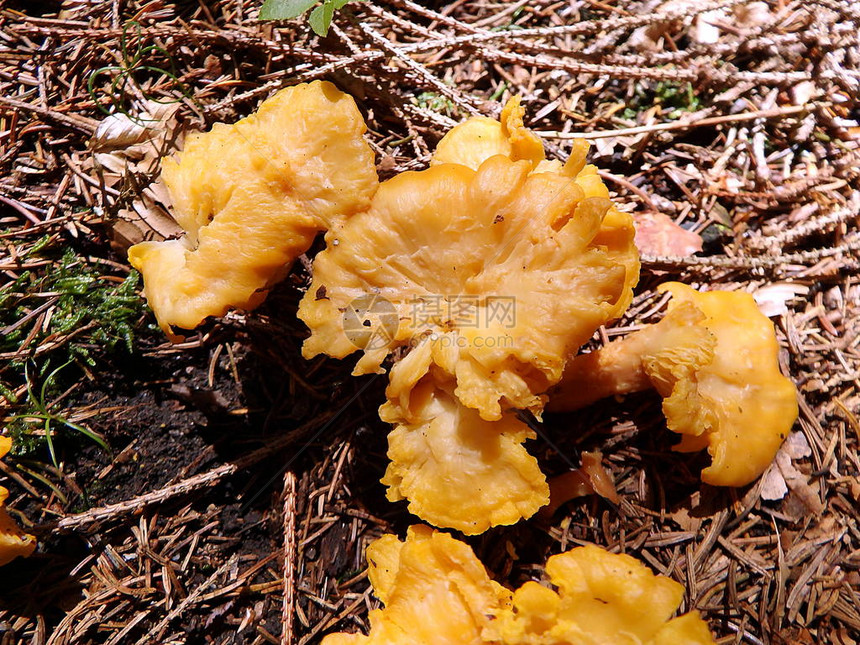 黄色食用蘑菇天然的芬古菌Fungusinthen图片