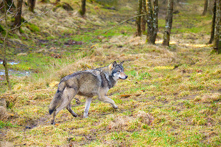 偷摸野公狼在秋色的森林里走在森林中用舌头对背景