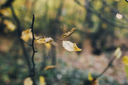 秋天的树叶在树林里的树枝上秋天树枝上美丽的黄叶秋天的森林宁静的时图片