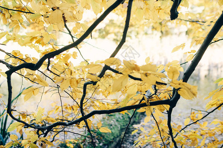 树枝上有美丽的黄色叶子宁静的时刻大气的早晨鹅耳枥落叶图片