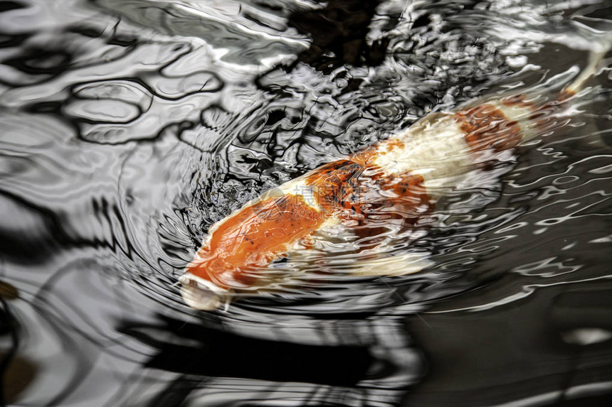 丰富多彩的日本鱼东方鱼的详细节图片