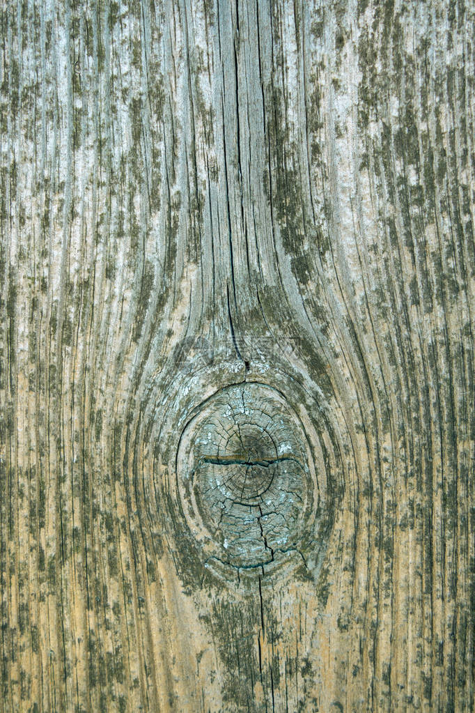 来自古老的风化松木板的栅栏天然木材的质地木虫洞图片
