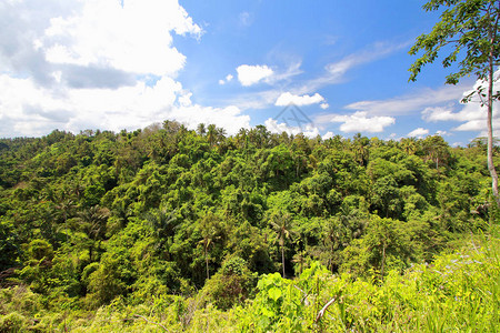 印尼丛林在坎普汉山脊漫步CampuhanRidgeWake中大肆观察图片