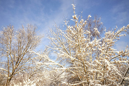 冬日白雪皑的树木蓝天图片