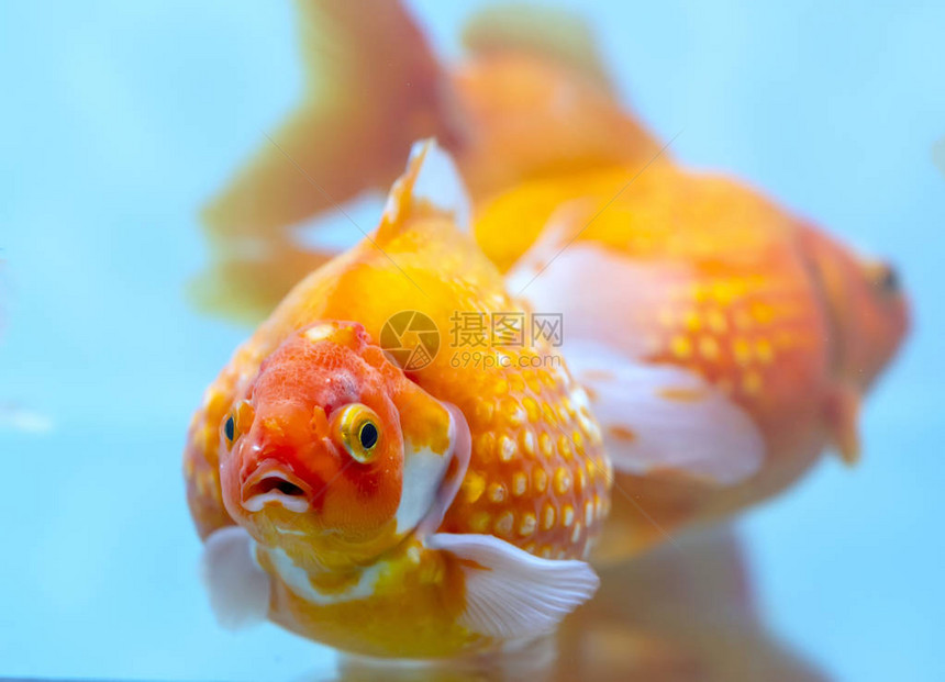 水族馆里多彩的金鱼乒乓图片