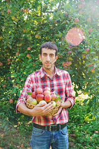 男人园丁在花园的花园里摘苹果图片