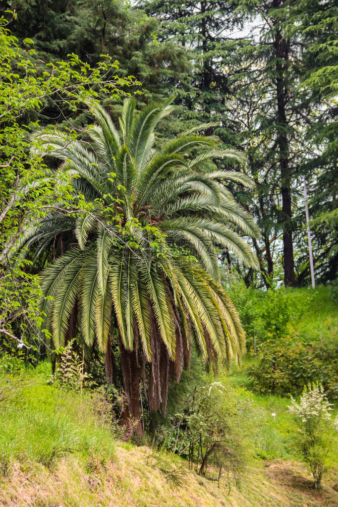 乔治亚州巴统植物园中美丽的枣椰树图片