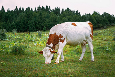 白奶牛和棕奶牛在山地牧场上放牧图片