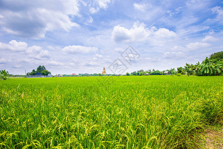 种植黄稻农田自然背景图片