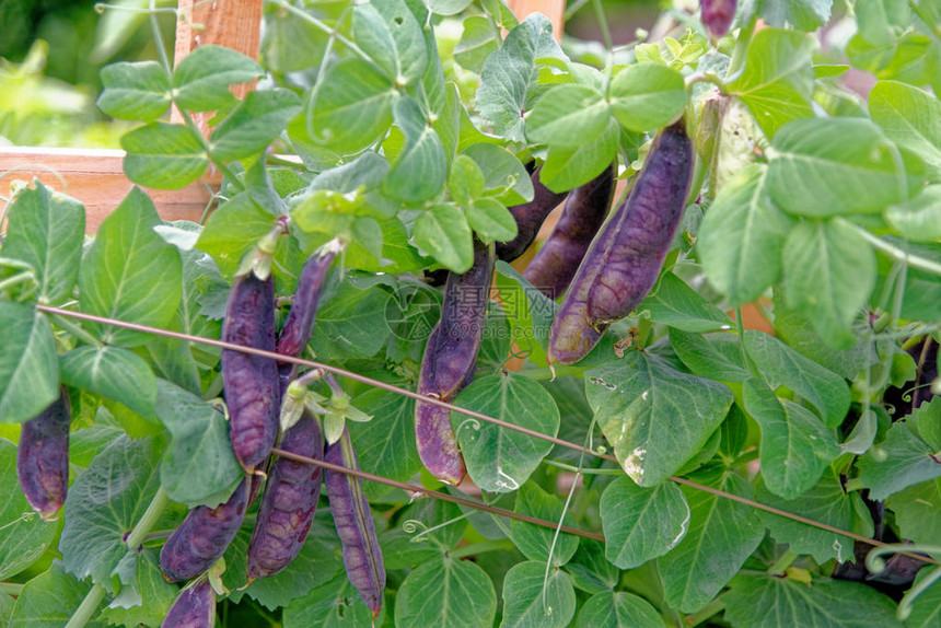 本地种植的有机花园中的黑豌豆图片