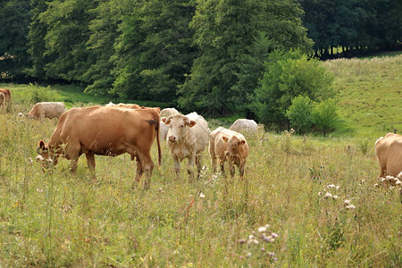 牛在可爱的绿色牧场上吃草图片