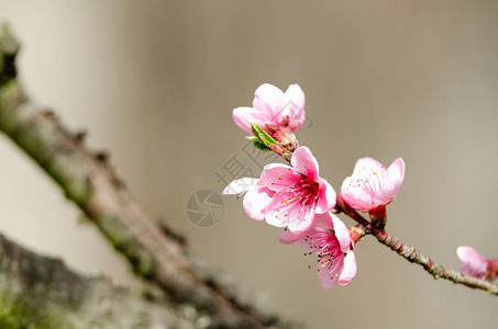 粉红桃花特写图片