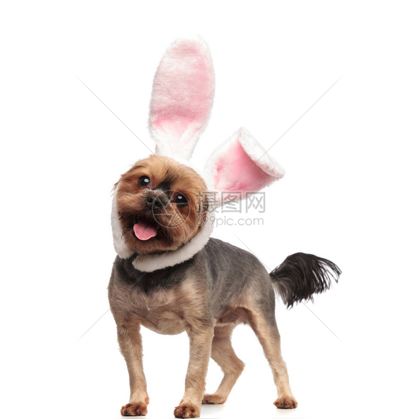 穿着兔子耳朵喘着和伸出舌头图片
