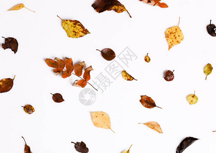 秋季组合物由秋季干燥的多色叶子和苦莓山楂浆果制成背景图片