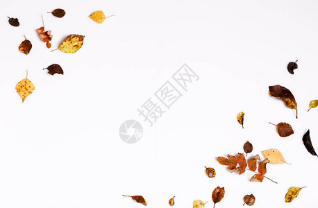 秋季组合物由秋季干燥的多色叶子和苦莓山楂浆果制成高清图片