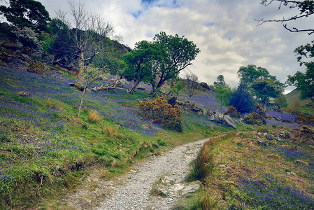 无白梭子鱼Melbreak和RannerdaleBlueBells背景