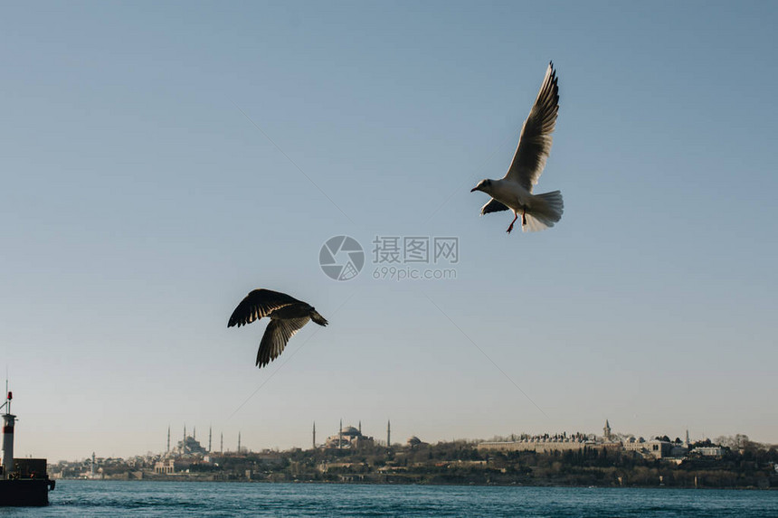 海鸥在伊斯坦布尔海水边的岩石上海图片