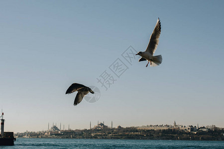 海鸥在伊斯坦布尔海水边的岩石上海图片