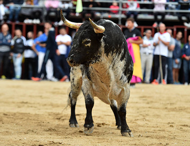 西班牙斗牛场上奔跑的强壮公牛图片