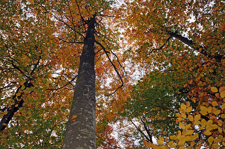 秋天的美丽森林图片