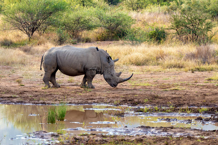南非Pilanesberg公园和野生动物保护区小水上白犀牛濒危物种图片