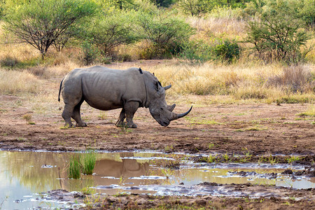 南非Pilanesberg公园和野生动物保护区小水上白犀牛濒危物种图片