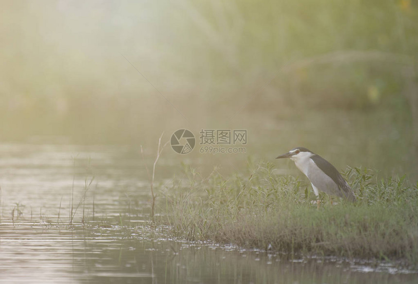湿地中的黑冠鹭图片