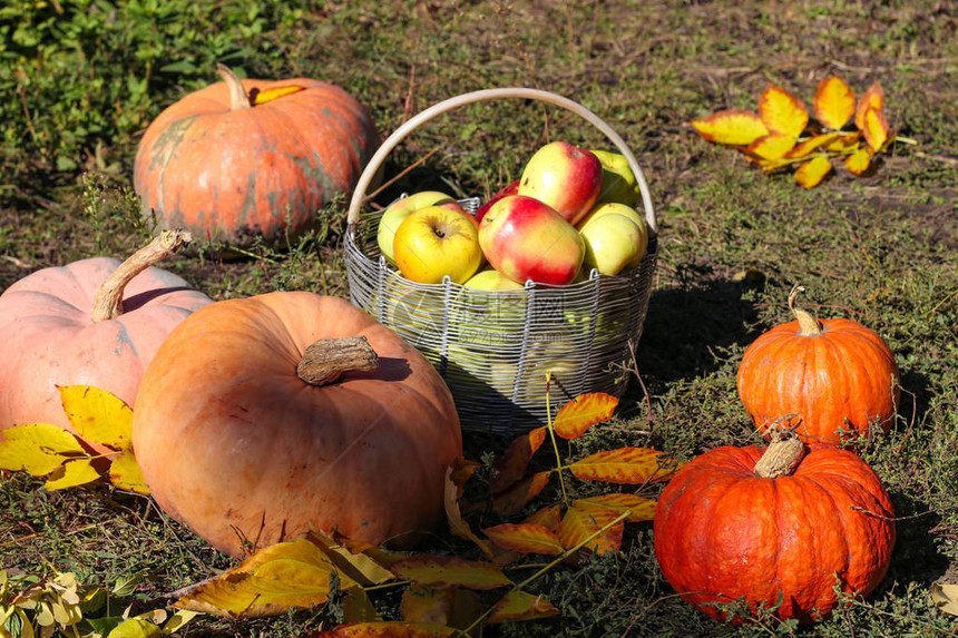 南瓜和一篮苹果的秋季成分图片
