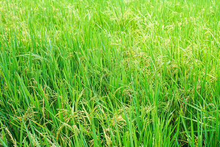 水稻种植园农业景观图片