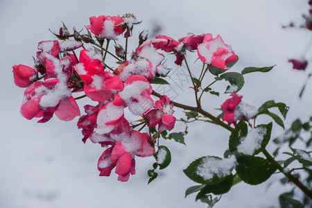雪中的花朵图片