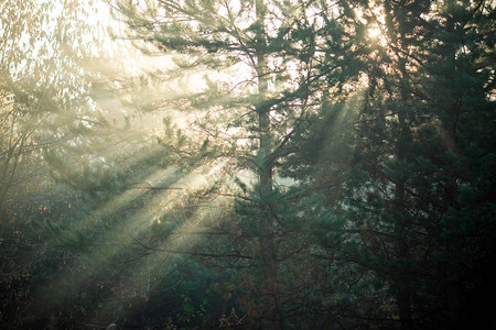 下午带阳光的茂密森林图片
